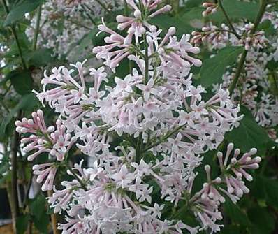 šeřík - Syringa x prestoniae 'Nocturno'