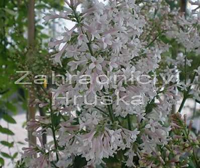 šeřík - Syringa x prestoniae 'Nocturno'