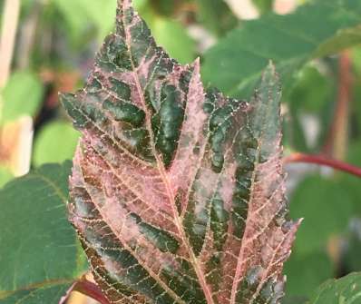 javor - Acer conspicuum 'RED FLAMINGO'