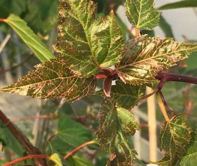 javor - Acer conspicuum 'RED FLAMINGO'