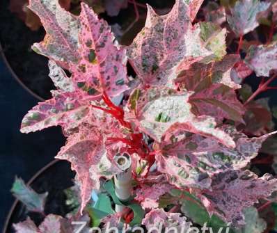 javor - Acer conspicuum 'RED FLAMINGO'