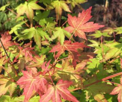 javor - Acer palmatum 'BI-HOO'