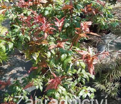 javor - Acer palmatum 'Beni hagoromo'