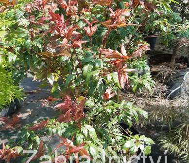 javor - Acer palmatum 'Beni hagoromo'