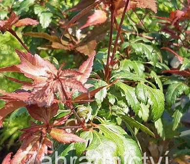 javor - Acer palmatum 'Beni hagoromo'