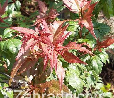 javor - Acer palmatum 'Beni hagoromo'