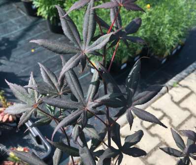 javor - Acer palmatum 'Moonfire'