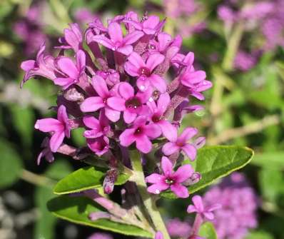 komule - Buddleja alternifolia 'Unique'