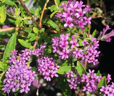 komule - Buddleja alternifolia 'Unique'