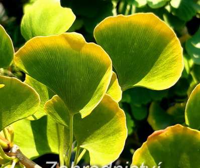 jinan - Ginkgo biloba 'Being Gold'