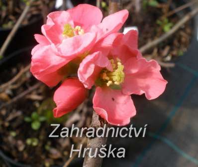 kdoulovec - Chaenomeles superba 'Pink Trail'