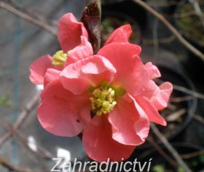 kdoulovec - Chaenomeles superba 'Pink Trail'