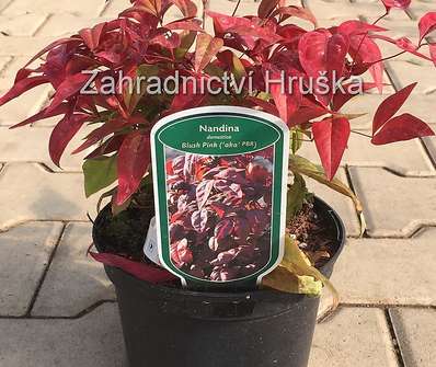 nandina - Nandina domestica 'Blush Pink'