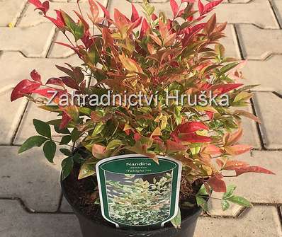 nandina - Nandina domestica 'Twilight'