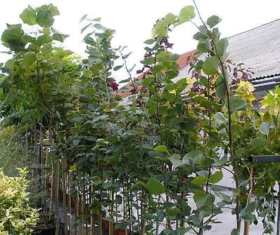 lípa - Tilia cordata