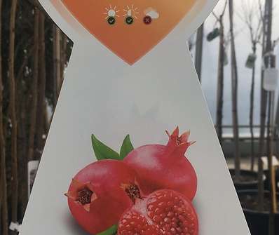 granátové jablko - Punica granatum