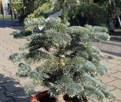 jedle - Abies lasiocarpa 'Argentea'