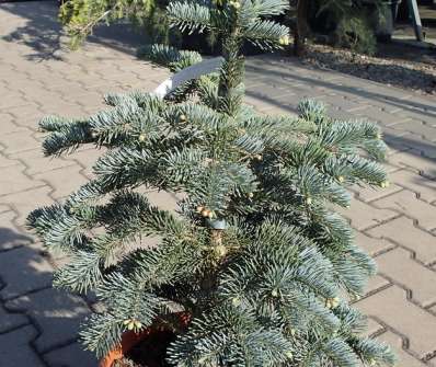 jedle - Abies lasiocarpa 'Argentea'