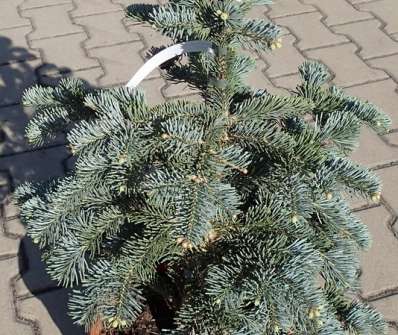 jedle - Abies lasiocarpa 'Argentea'