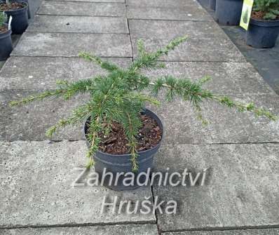 cedr - Cedrus libani 'Nana'