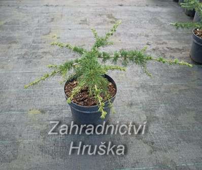 cedr - Cedrus libani 'Nana'