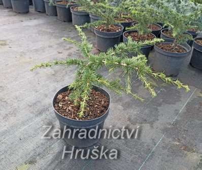 cedr - Cedrus libani 'Nana'