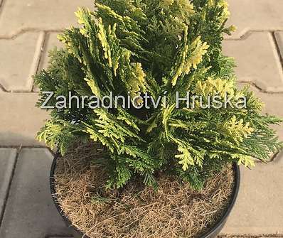 cypřišek - Chamaecyparis lawsoniana 'Pygmaea Argentea'