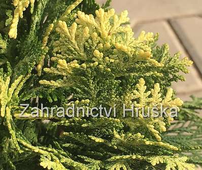 cypřišek - Chamaecyparis lawsoniana 'Pygmaea Argentea'