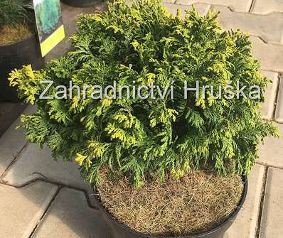 cypřišek - Chamaecyparis obtusa 'Golden Pin Cushion'