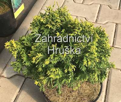 cypřišek - Chamaecyparis obtusa 'Golden Pin Cushion'