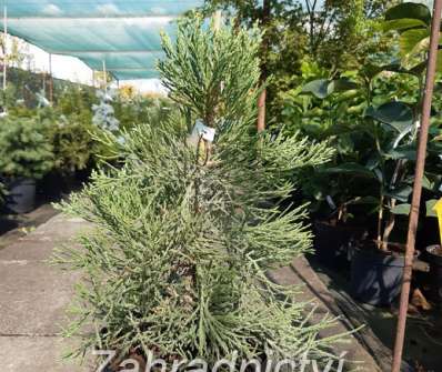 sekvojovec - Sequoiadendron giganteum 'Bart´s Green'