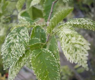 jilm - Ulmus carpinifolia 'Variegata'
