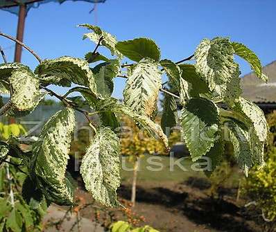 jilm - Ulmus carpinifolia 'Variegata'