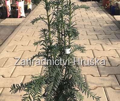 tis - Taxus baccata 'Dovastoniana'