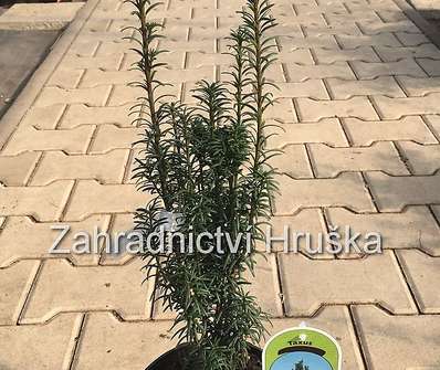 tis - Taxus baccata 'Litfass' | zahradnictv Hruka
