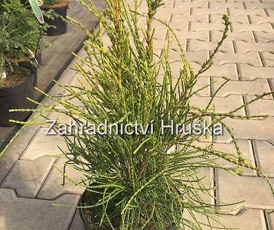 zerav - Thuja orr. 'Franky Boy'