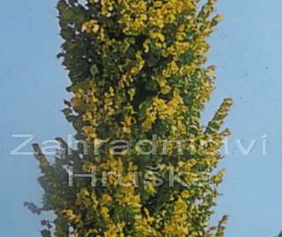 jilm - Ulmus x hollandica 'Wredei'
