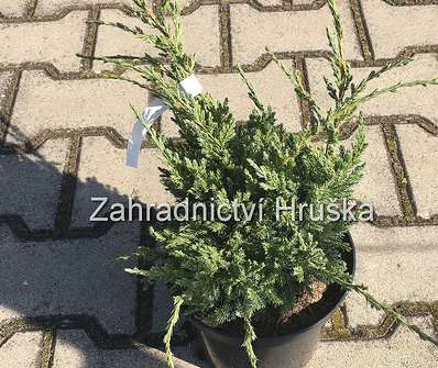 jalovec - Juniperus squamata 'Holger'