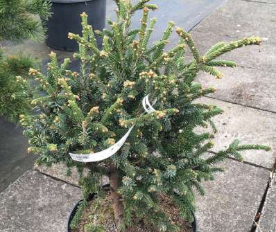 smrk - Picea likiangensis balfouriana