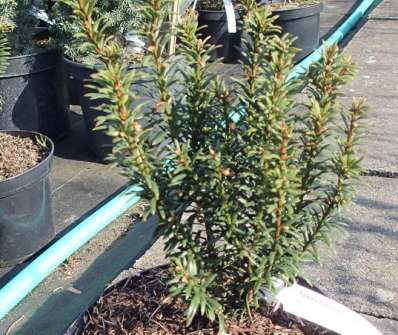 tis - Taxus baccata 'Anna'