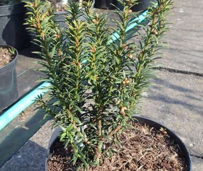 tis - Taxus baccata 'Anna'
