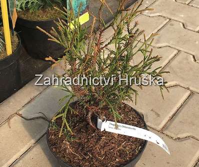 zerav - Thuja occ. 'Ohlendorffii'