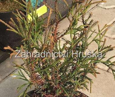 zerav - Thuja occ. 'Ohlendorffii'