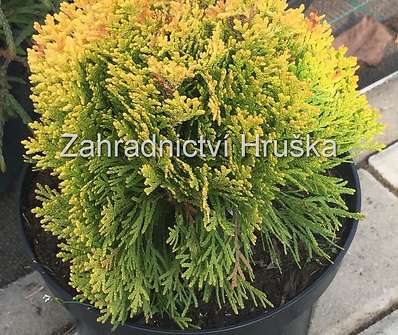 zerav - Thuja orr. 'Morgan'