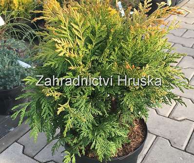 zerav - Thuja plicata 'Sun - Beam'
