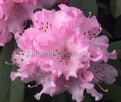 Rhododendron 'Christmas Cheer'