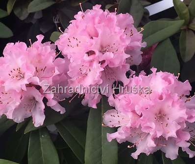 Rhododendron 'Christmas Cheer'