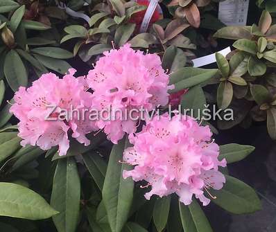 Rhododendron 'Christmas Cheer'