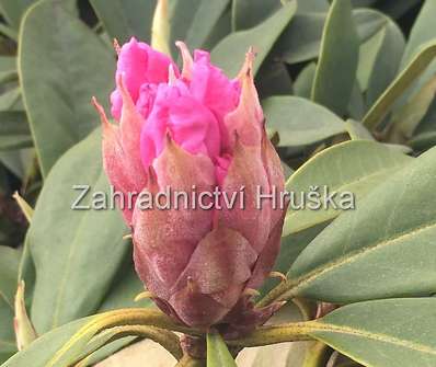 Rhododendron 'Christmas Cheer'