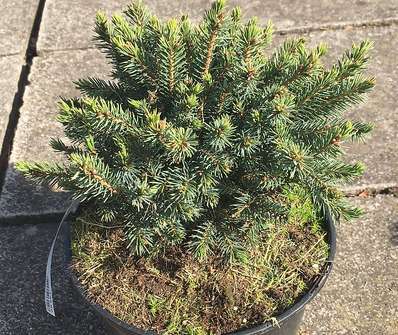 smrk - Picea glauca 'Echiniformis'